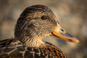 Female duck head close up