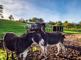 Junge Esel auf einer Wiese