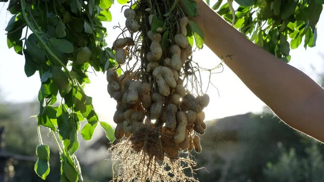 Holding peanut stem in the farmland. Farmer harvest peanut on agriculture plantation
