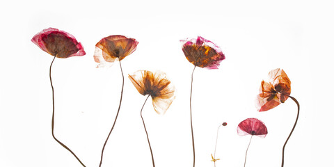 A group of pressed red poppies isolated on a white background.