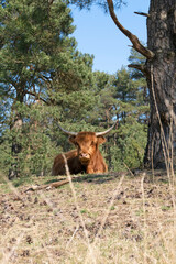 Beautiful horned Highland Cattle in a natural environment.