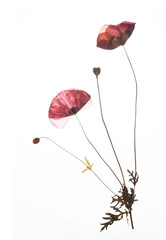 Two pressed red poppies isolated on a white background
