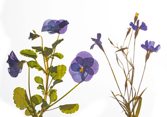 Pressed blue periwinkle flowers and blue pansy flower