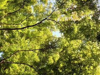 Fototapeta premium leaves in sunlight