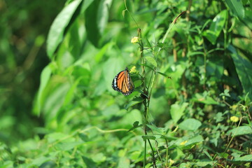 A beautiful tiger butterfly in a meadow in orange and green tones. Copy space