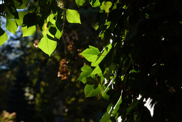 AUTUMN - A colorful season in the flower beds of the city park
