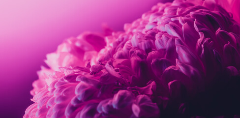 Pink flower bud petal close-up. Gentle background. Banner. Horizontal postcard with lush chrysanthemum, peony, rose or carnation. Holiday mockup design of gift certificate. Mother day card template