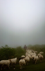 Shepherd taking his sheeps to eat grass in a foggy day in Asalem to Khalkhal road forests