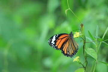 Butterfly and flower (Common Tiger)
