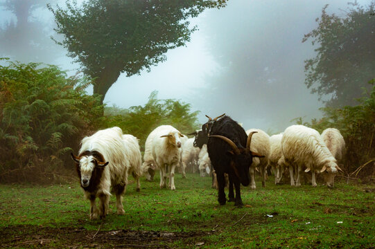 Shepherd taking his sheeps to eat grass in a foggy day in Asalem to Khalkhal road forests