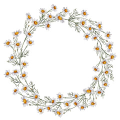 Floral watercolor wreath of chamomiles for beautiful botanical, delicate, rustic, boho-inspired projects, wedding invitations, textiles, menus, greeting cards
