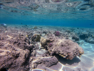 Underwater life of reef with corals and tropical fish. Coral Reef at the Red Sea, Egypt.