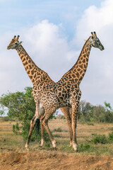 giraffe in the savannah