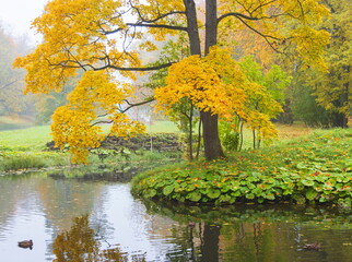 Fototapeta premium Autumn day in the park. Gold autumn. Trees and lake.