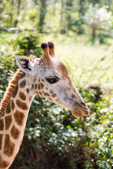portrait of a giraffe