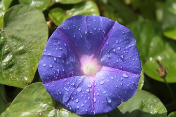 fiore viola con rugiada

