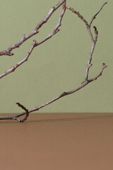 Premium brown scene with tree branches on a green wall background. Minimal abstract background for the presentation of a cosmetic product. Empty podium, showcase, display case.
