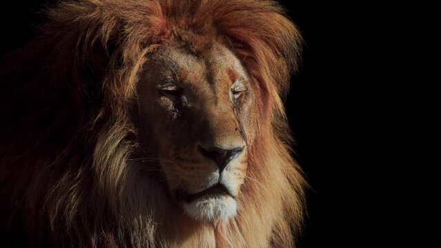 Portrait of a Beautiful lion, lion in dark. An adult lion resting in the sunlight. Lion at rest. 4K Slow motion video, ProRes 422 10 bit