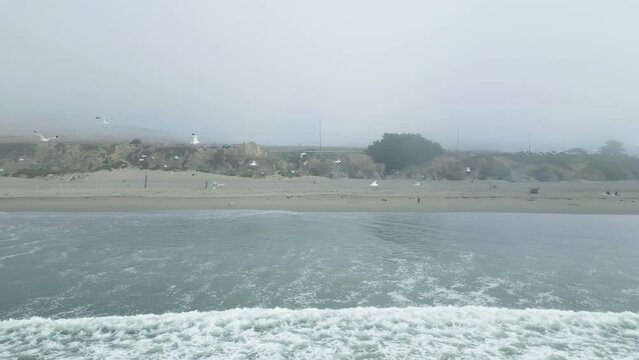 Flying through Flock of Seagulls on a cloudy day along the Sonoma Coast Bodega Bay, California