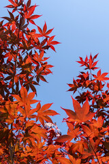 Vertical background with red leaves of decorative maple tree