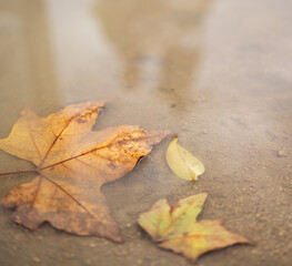 autumn photo, fallen leaves in a puddle