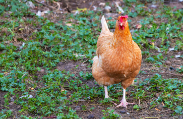 Red colored hen walks in the yard of a bird farm outdoors in summer