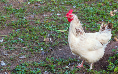 multi-colored hen walks in the yard of a bird farm outdoors in summer