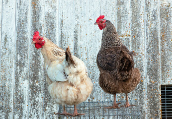 Multi-colored chickens walk on the farm against the background of green grass in summer