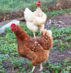 Multi-colored chickens walk on the farm against the background of green grass in summer