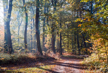 Obraz premium Autumn Morning In Forest