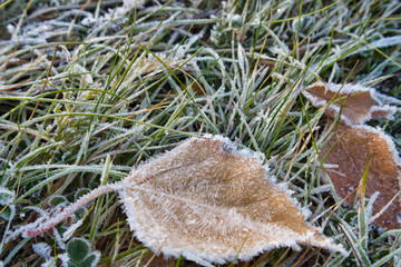 green grass and leaves covered with hoarfrost