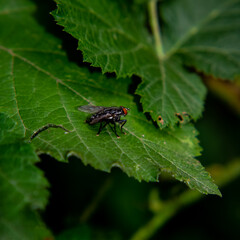 fly on leaf