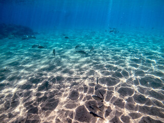 Fototapeta na wymiar Shoal of Sargos or White Seabream swimming at the coral reef in the Red Sea, Egypt..