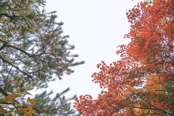 한국의 가을 Autumn leaves in Korea