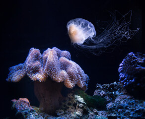 Geisterqualle im Aquarium