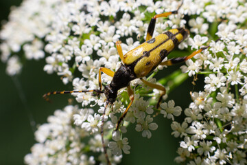 Closeup on a Spotted longhorn beetle, Leptura maculata on the white flower of a Wild carrot, Daucus carota