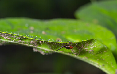 Deer tick on a green leaf background. Ixodes ricinus. Close-up of dangerous infectious mite on...