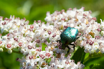 Green rose chafer Cetonia aurata on danewort Sambucus ebulus flowers. Image with local focusing