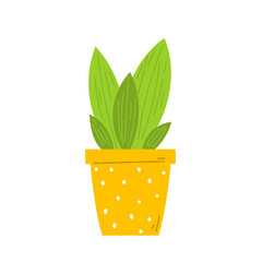Flat flower in pot isolated. - 541202417