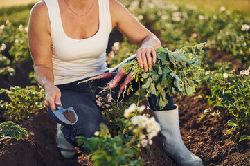 Sitting and holding beetroot. Woman is on the agricultural field at daytime