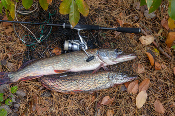 Freshwater pike fish. Big freshwater pike fish lies on keep net with fishery catch in it and...