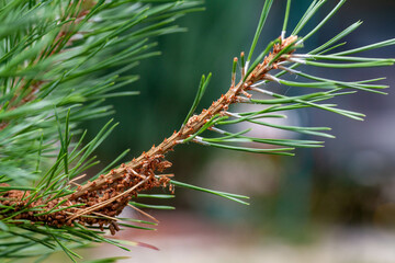 Diseases of coniferous trees - parasites of pine wood scleroderriosis, pine spinner, sclerophomosis...