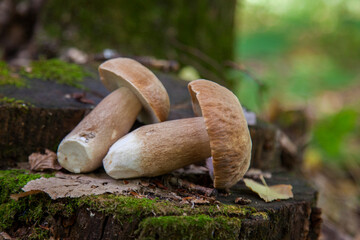 Several boletus mushroom in the wild. Porcini mushroom (Boletus aereus) on old fungy hemp in forest...