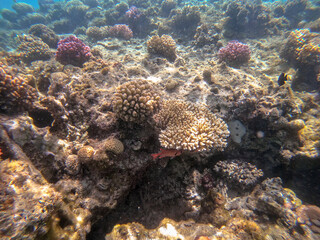 Naklejka na ściany i meble Underwater life of reef with close up view of corals and tropical fish. Coral Reef at the Red Sea, Egypt.