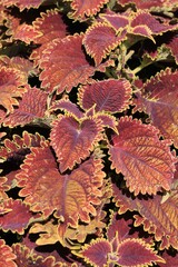 red leaves background