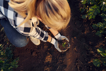 Planting an artichoke. Woman is on the agricultural field at daytime