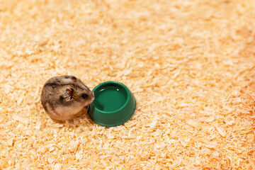 Hamster near water bowl on sawdust background, top view