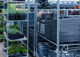 shelving with decorative cabbage. industrial cultivation of plants. Greenhouses with plants for sale