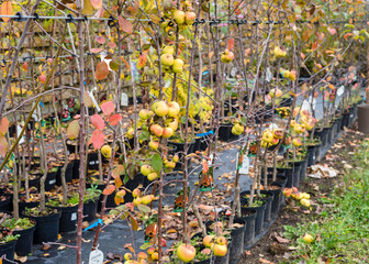 Fototapeta premium Varietal apple trees for sale. The concept of industrial manufacturing grafting trees