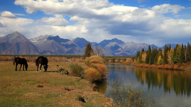 Horses graze on the bank of a calm river against the backdrop of the Eastern Sayan Mountain range on sunny September day. Beautiful autumn landscape. Buryatia, Irkut river, Tunka valley